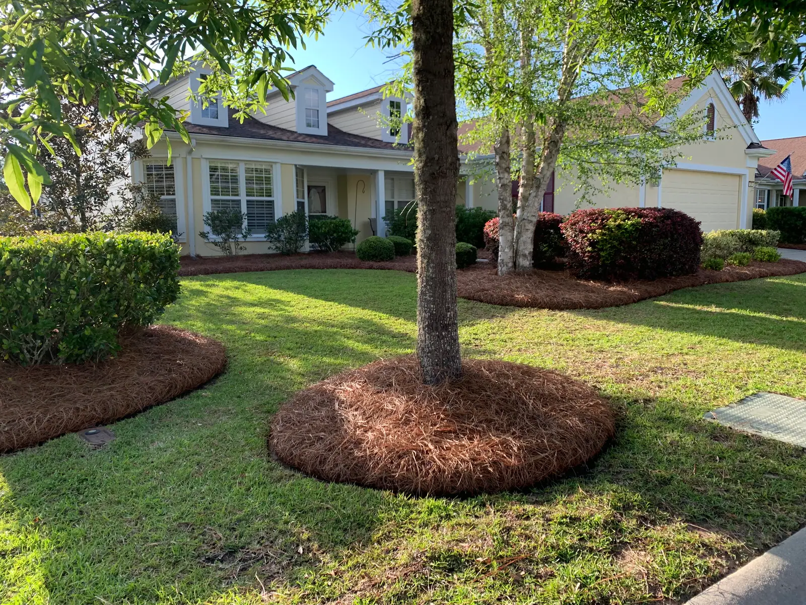 Freshly tucked pinestraw surrounding blooming shrubs